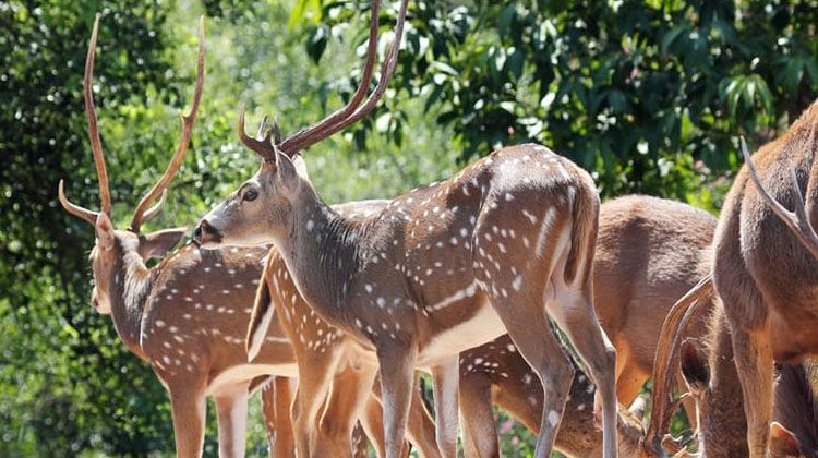 himachal wildlife tour,wildlife in himachal himachal wildlife tour,wildlife in himachal