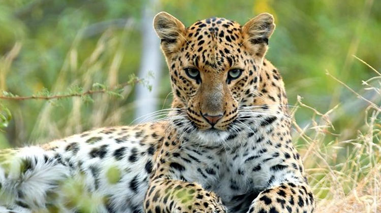 himachal wildlife tour,wildlife in himachal himachal wildlife tour,wildlife in himachal